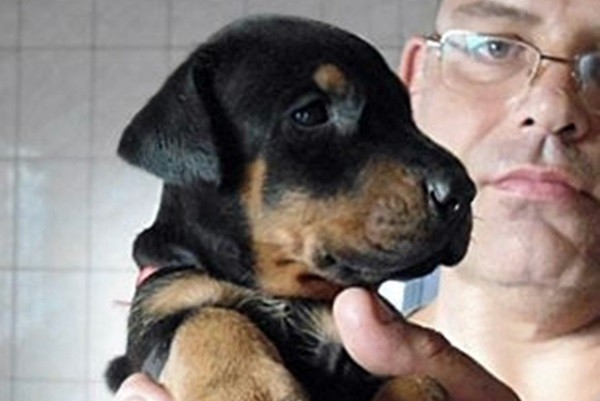 Dog adoption page